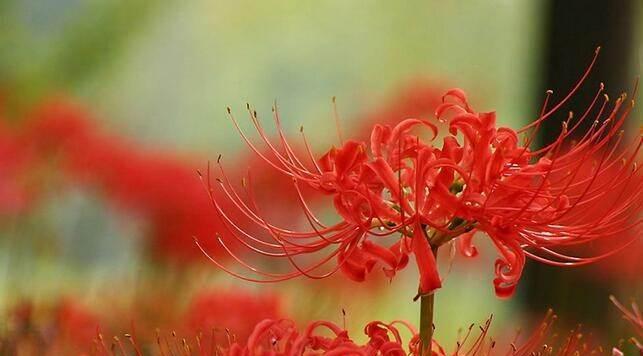 曼珠沙华的花语（解析这朵神秘花的含义）