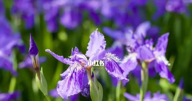 解读白色鸢尾花与紫色鸢尾花的花语（花语揭示鸢尾花的情感与人生）