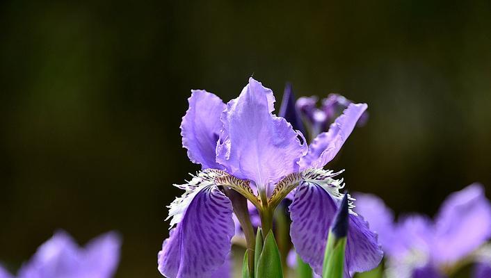 解读白色鸢尾花与紫色鸢尾花的花语（花语揭示鸢尾花的情感与人生）