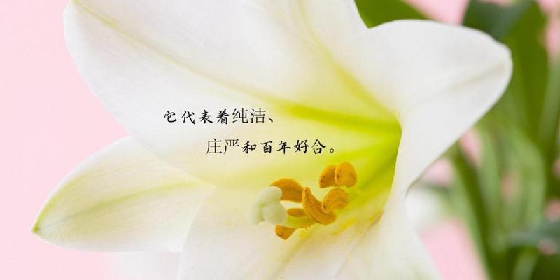 解读百合花的花语与含义（探寻百合花的深层涵义，解析其多重寓意）