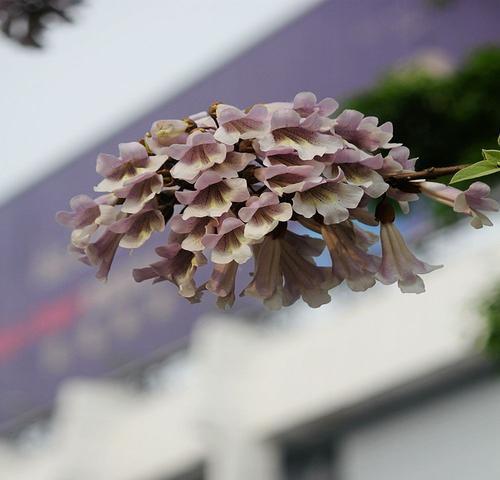 泡桐花的花语及传说（美丽与哀愁交织的花海，传承千年的神话传说）