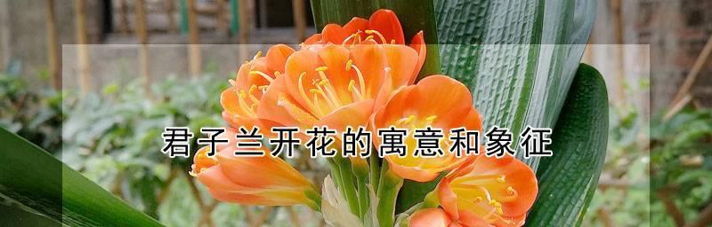 君子兰的花语和寓意（探究君子兰的象征意义和深层含义）