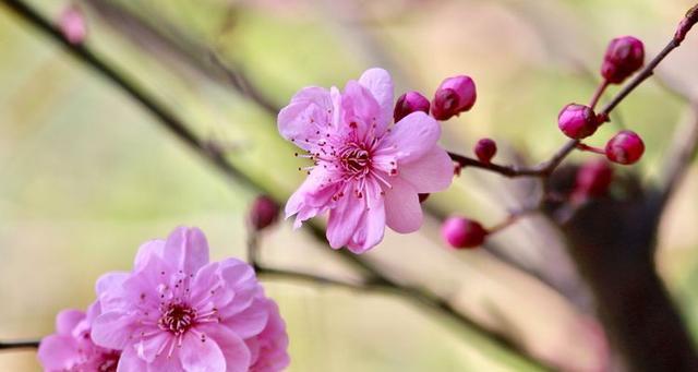 美人梅花语是什么？（探索美人梅的花语及其寓意，美人梅，花语。）