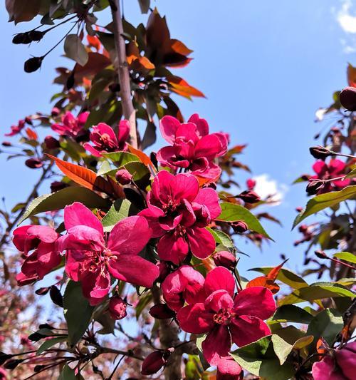 垂丝海棠的花语（探寻海棠花背后的深刻寓意）