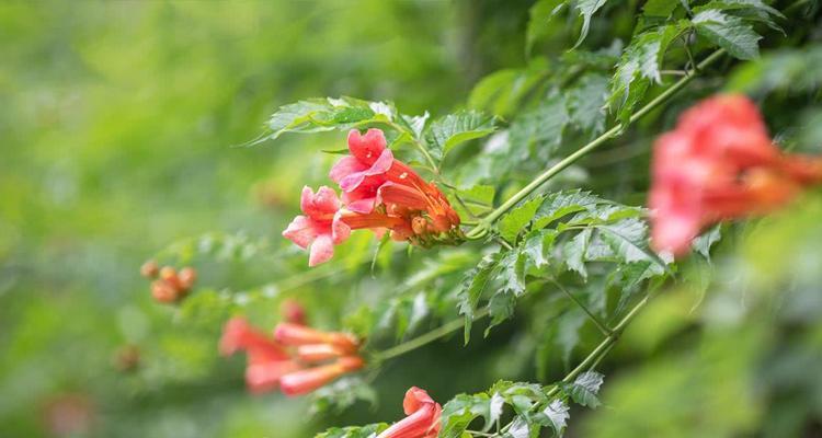 凌霄花的花语、象征与寓意（探秘凌霄花的神秘内涵，了解它的意义和价值）