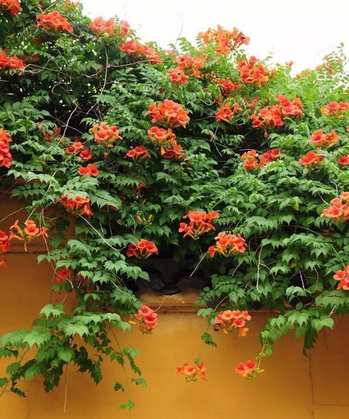 凌霄花的花语、象征与寓意（探秘凌霄花的神秘内涵，了解它的意义和价值）