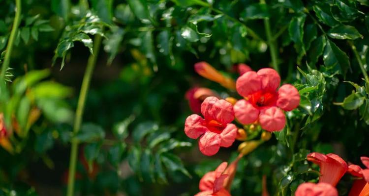 凌霄花的花语、象征与寓意（探秘凌霄花的神秘内涵，了解它的意义和价值）