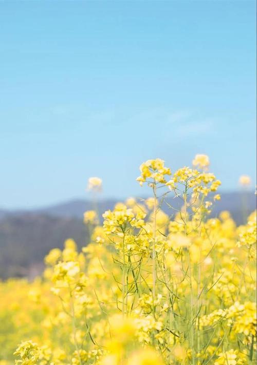 油菜花花语（探寻油菜花背后的意义）