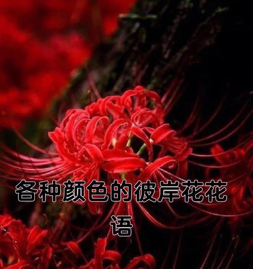 彼岸花——那抹耀眼的孤独（一个红色的符号，浪漫的代表）