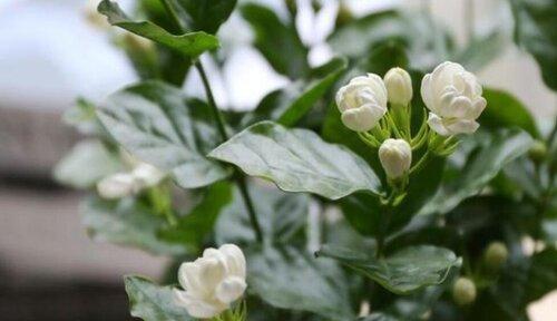 茉莉花的花语和寓意（探究茉莉花作为文化符号的象征意义）