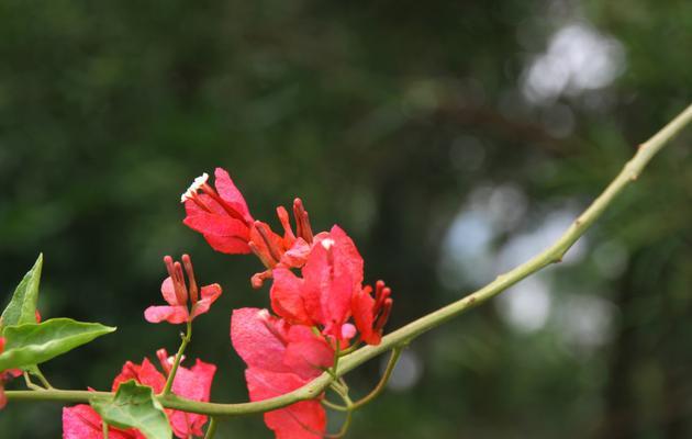 解读三角梅的花语（探究三角梅所代表的含义与象征）