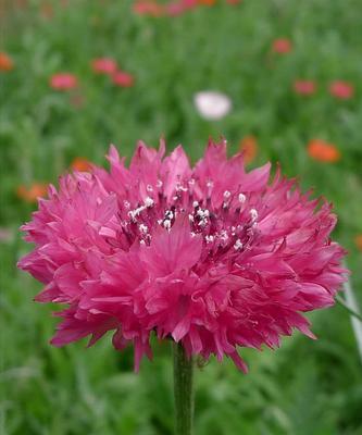 矢车菊之花语（探秘矢车菊的花语，从颜色看见情感世界）