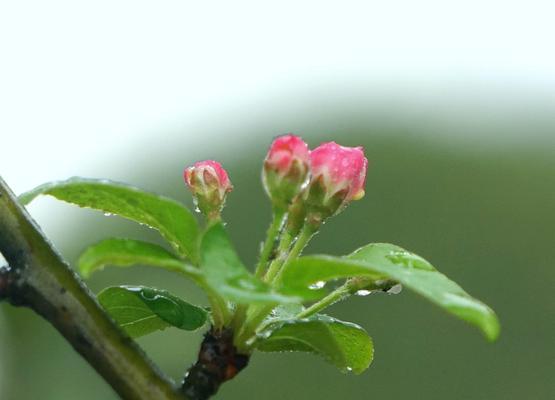 探秘海棠花的开花时间（从春天到夏季，花开花谢）