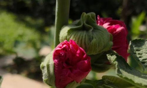 蜀葵种植技巧与时间（打造丰盛的蜀葵花园，掌握这些技巧非常关键！）