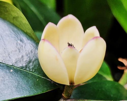 含笑花——幸福与喜悦的象征（梦幻般的花海之旅）