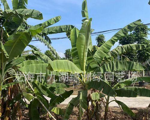 如何成功种植芭蕉（栽培技巧、注意事项、芭蕉的养护）