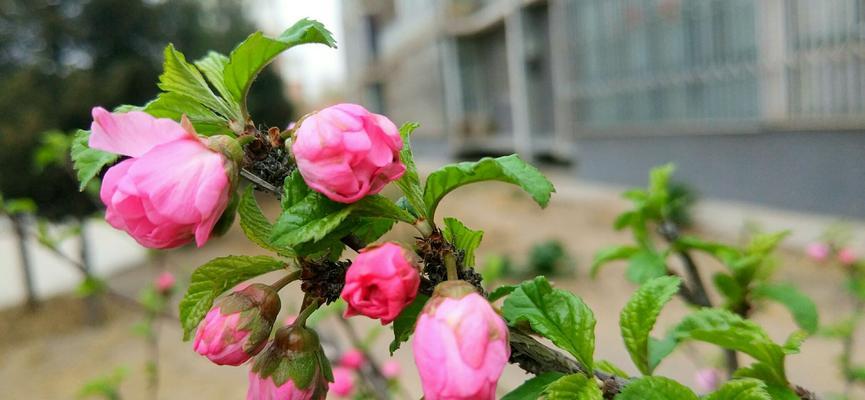 如何保存桃红花？（从鲜花到干花，让你的桃红花更持久）