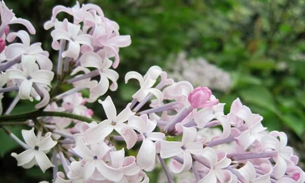 丁香花的美与寓意（闻香而来，品味人生）