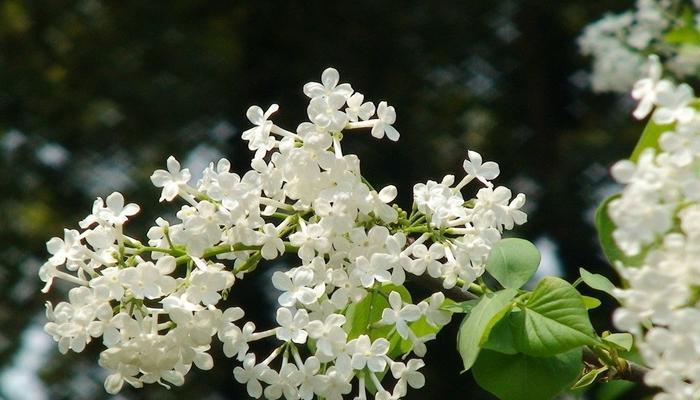 丁香花的美与寓意（闻香而来，品味人生）