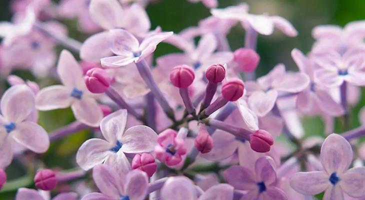 丁香花的美与寓意（闻香而来，品味人生）