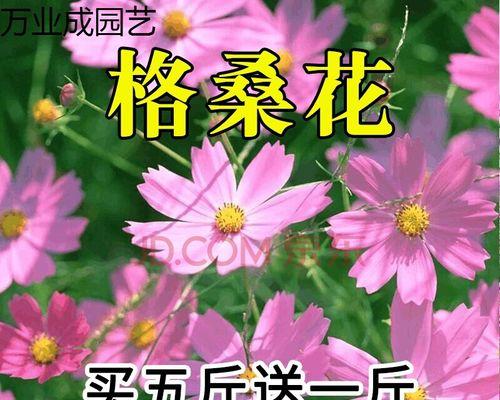 波斯菊种子的种植方法详解（从准备土壤到收获的全程指南）