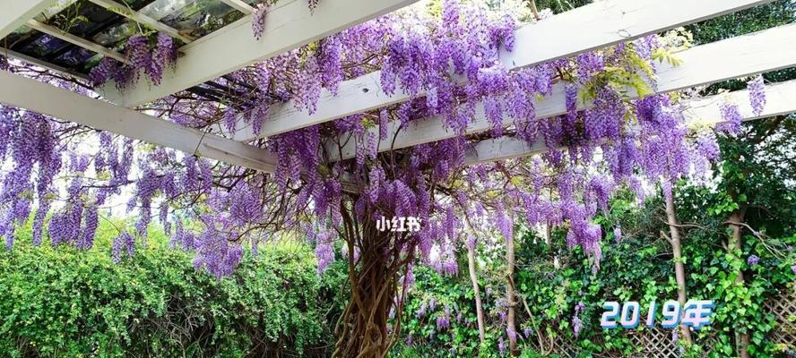 院子里种上紫藤，让生活更美好（为你介绍紫藤的种植及养护知识，让院子充满浪漫和美丽）