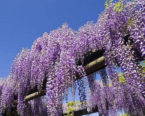 院子里种上紫藤，让生活更美好（为你介绍紫藤的种植及养护知识，让院子充满浪漫和美丽）