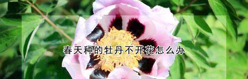 春天种牡丹为何不开花（解密牡丹开花规律，让你不再无果费力）