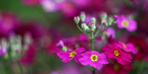 报春花的开花规律（一年开几次花？探秘报春花的开花之谜）