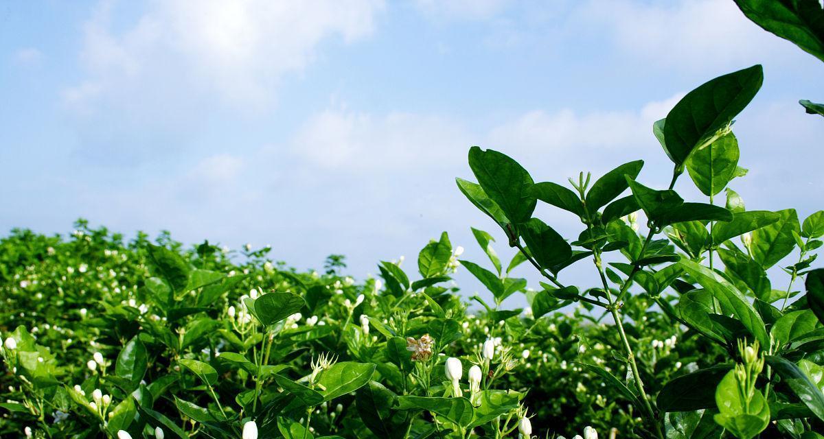 茉莉花种植全攻略