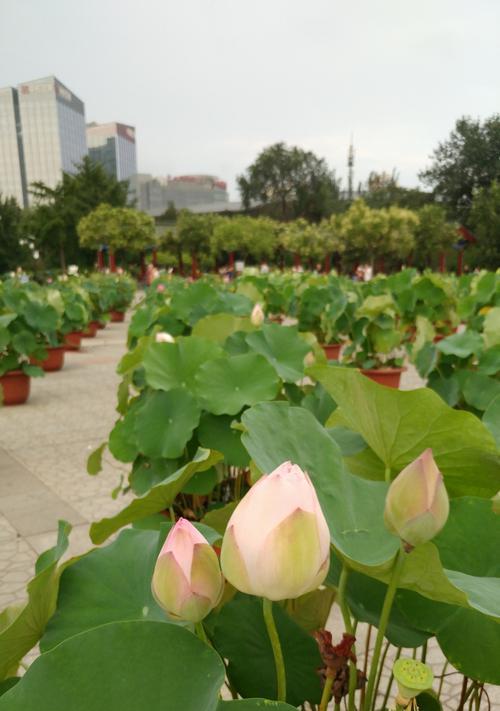 莲花的开放时刻（探究莲花的开花时间和原因）