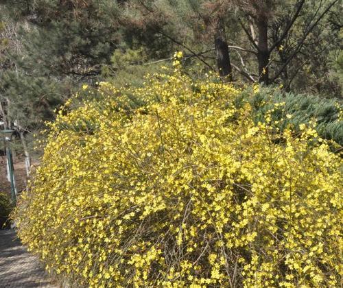 迎春花的养殖方法（打造花园美景，让迎春花伴你度过美好时光）