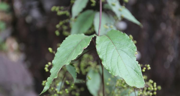 茜草科植物大盘点（了解茜草科植物，探索神秘植物王国）