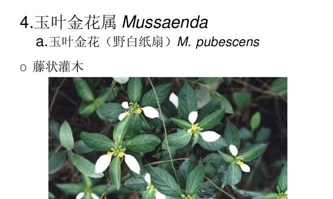 茜草科植物大盘点（了解茜草科植物，探索神秘植物王国）