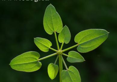 茜草科植物大盘点（了解茜草科植物，探索神秘植物王国）