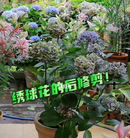 绣球花的养殖方法（打造美丽花园，从绣球花开始）