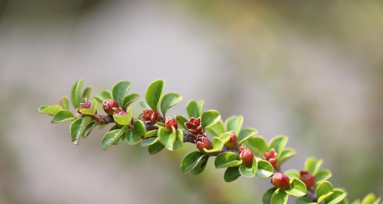 平枝荀子的观赏价值（探究平枝荀子在文化艺术中的独特地位）