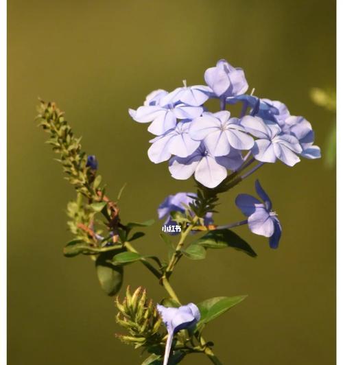 探寻蓝花丹的花语（从色彩到象征，解读蓝花丹的多重含义）