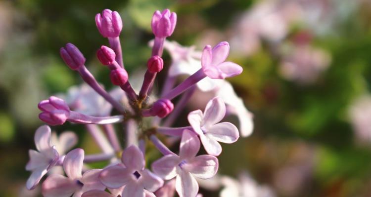 丁香花的代表意义（花开寓意带来的美好寓意）