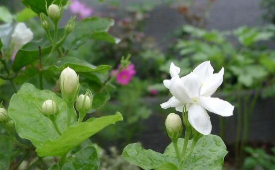 茉莉花的花语和寓意（探寻茉莉花的隐含意义）