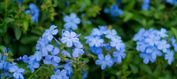 「最美的花语是爱情」（用花语传递浓浓的爱意，唯美动人的花语背后的意义）