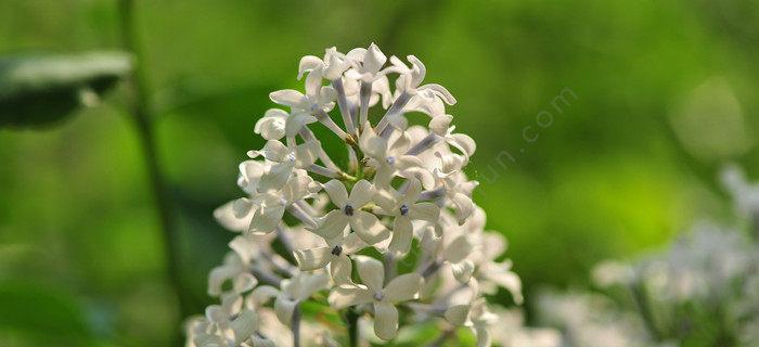 五瓣丁香花的花语（探索五瓣丁香花的象征意义与文化背景）