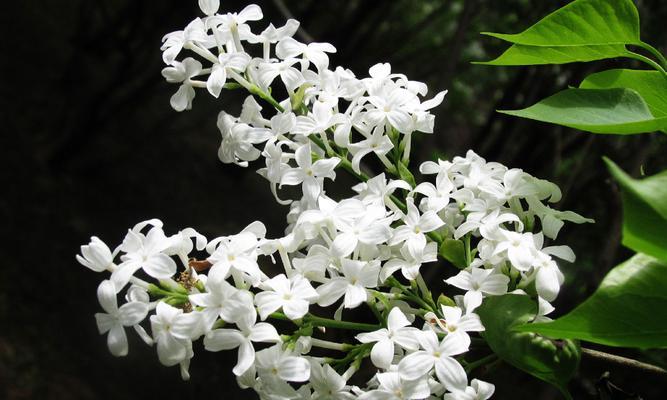 五瓣丁香花的花语（探索五瓣丁香花的象征意义与文化背景）