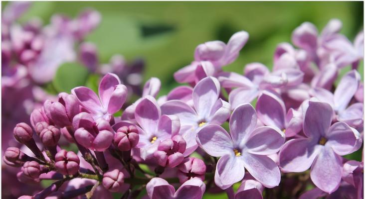 五瓣丁香花的花语（探索五瓣丁香花的象征意义与文化背景）