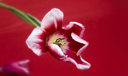 郁金香，花开盛世（解读郁金香的花语和文化内涵）