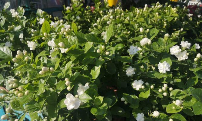 传递真挚情感——送茉莉花的意义（探究送茉莉花的文化内涵与人情世故）