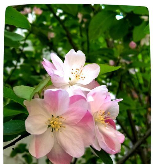 西府海棠的花语（探索西府海棠花的美丽与内涵）