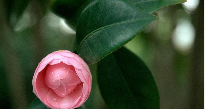 山茶花的花语（传递真情的红色之花）