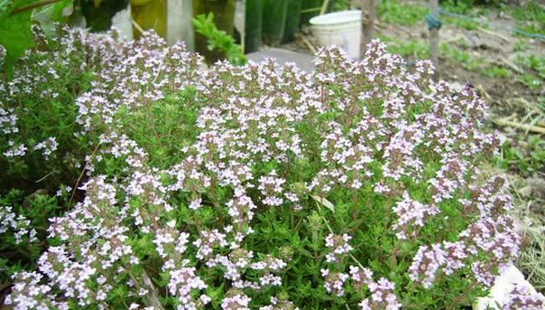 百里香花语（寓意深刻的香草花）