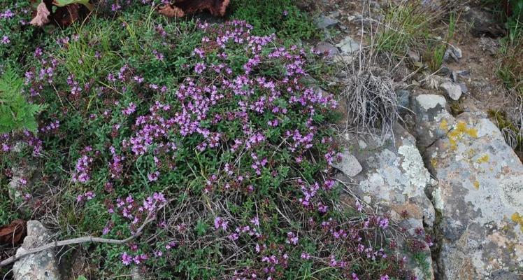 百里香花语（寓意深刻的香草花）